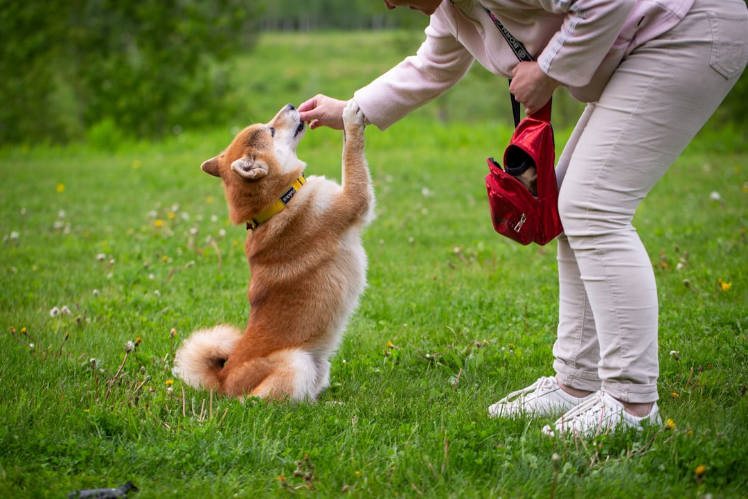 Ein fröhlicher Hund beim Agility-Training