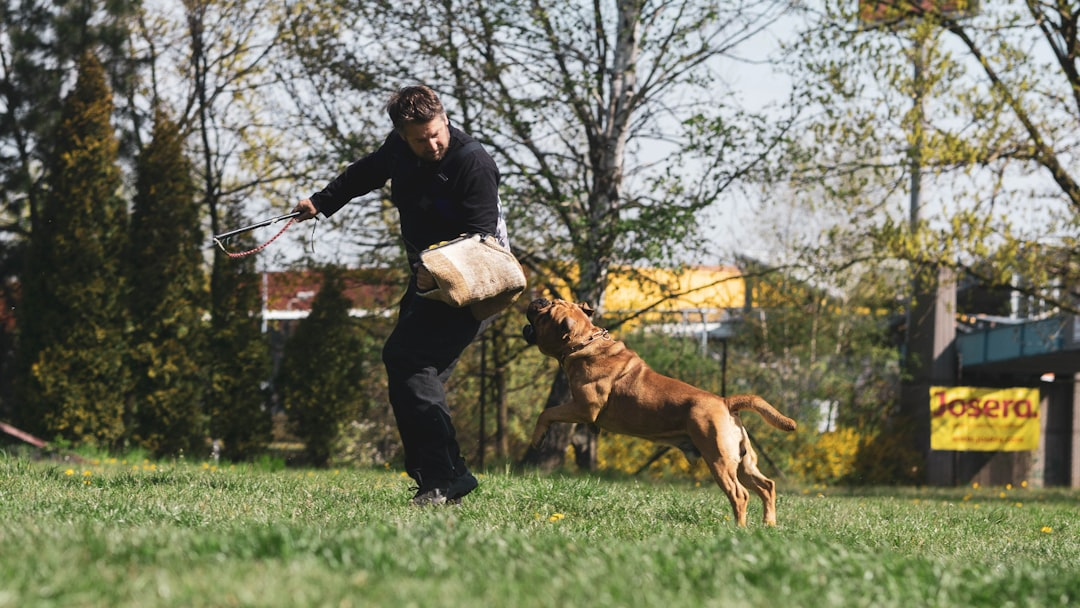 Happy dog with trainer at Kninecamp.pro