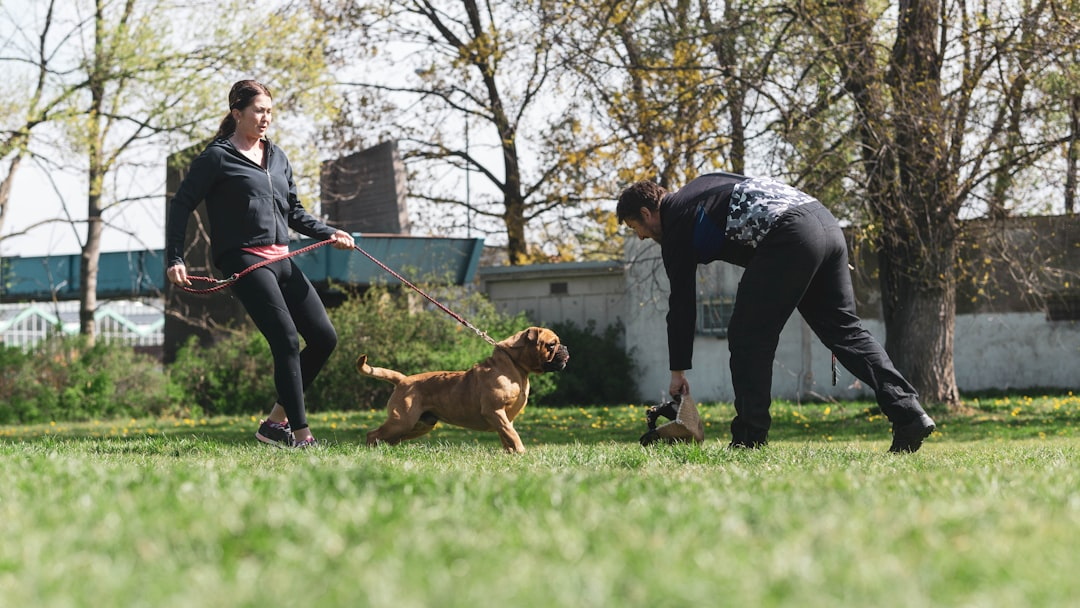 Hunde entspannen in einer Hundepension